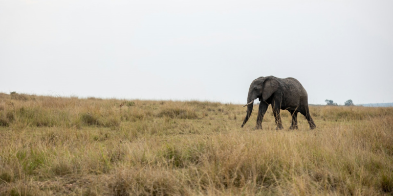 The Global Fascination with Elephants: A Universal Attraction