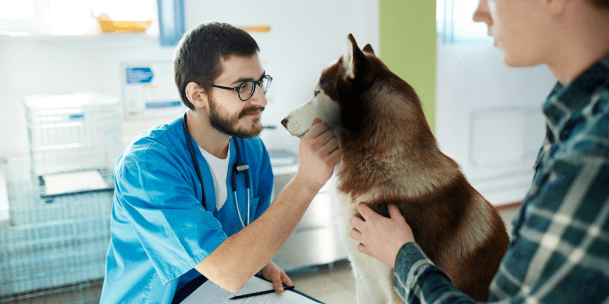 Thriving in Veterinary Practice