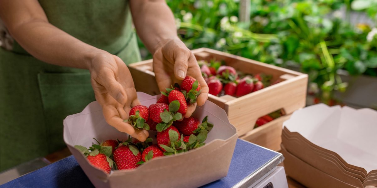 Farm-to-Table Strawberry Festivals in Virginia